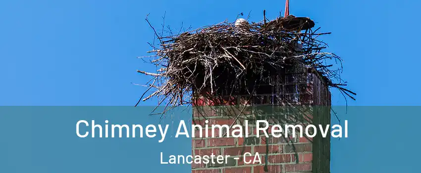 Chimney Animal Removal Lancaster - CA