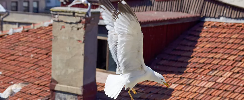 Residential Chimney Animal Removal Solution in Lancaster, CA